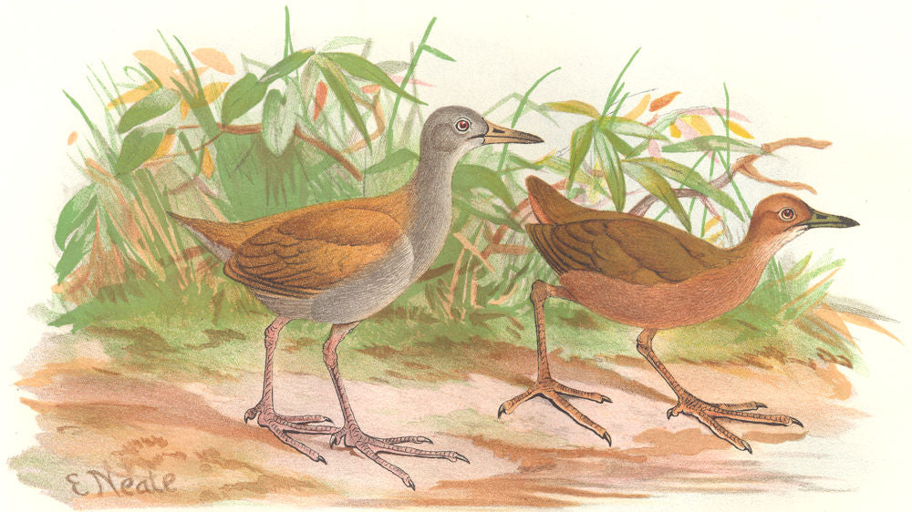 INDIAN GAME BIRDS. Ruddy Crake and Elwee's Crake (Porzana-Bicolor & Fusca) 1915